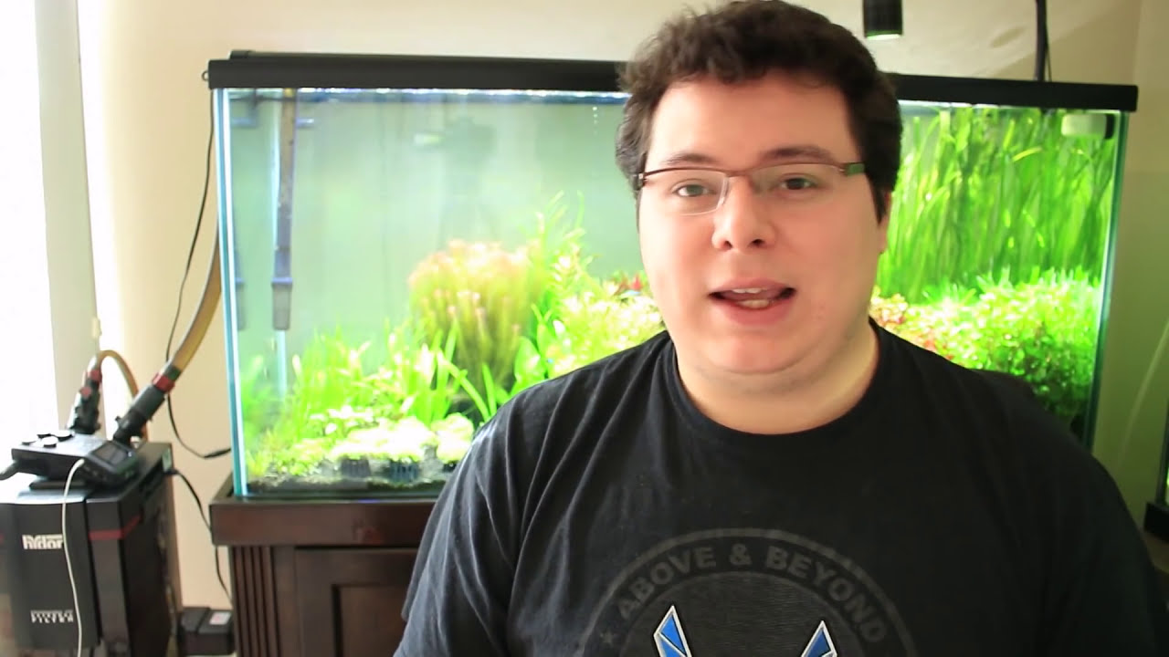 Dwarf Baby Tears