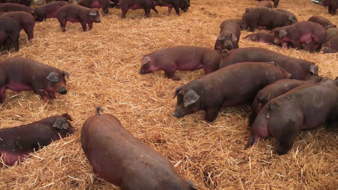 Feast TV: Good Farms
