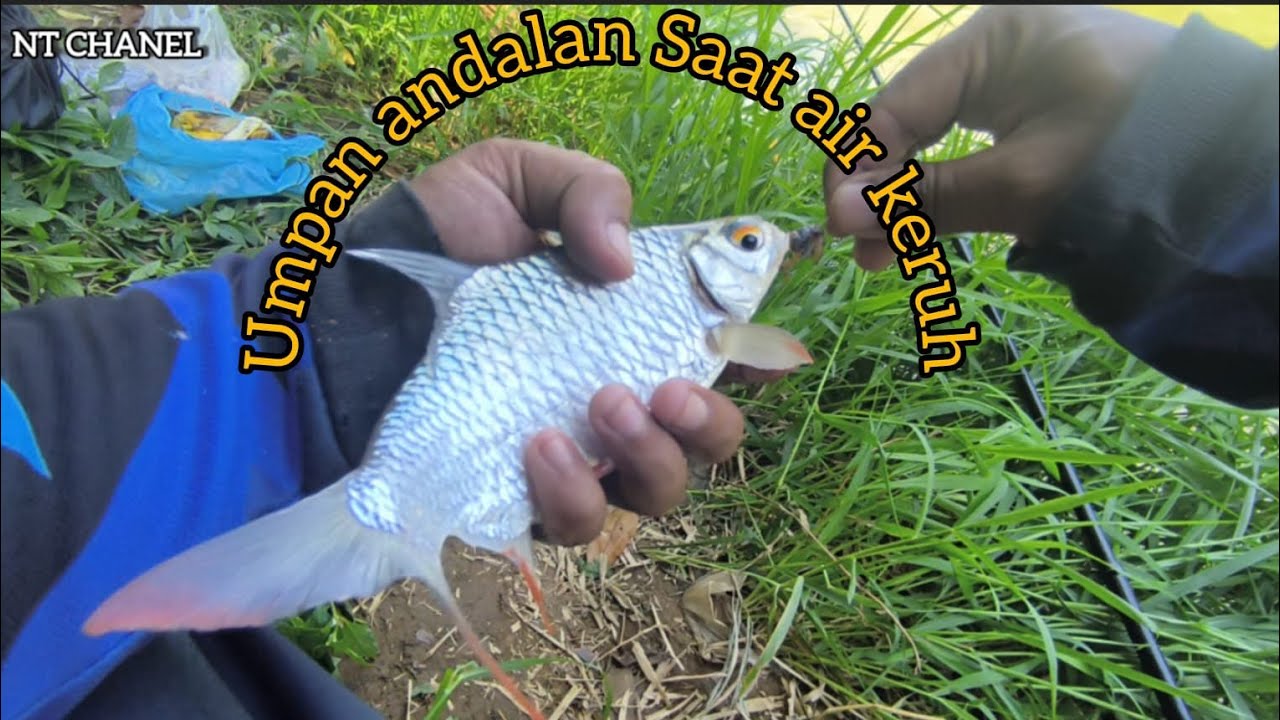 Umpan andalan mancing ikan tawes sirip merah / lalawak saat air keruh