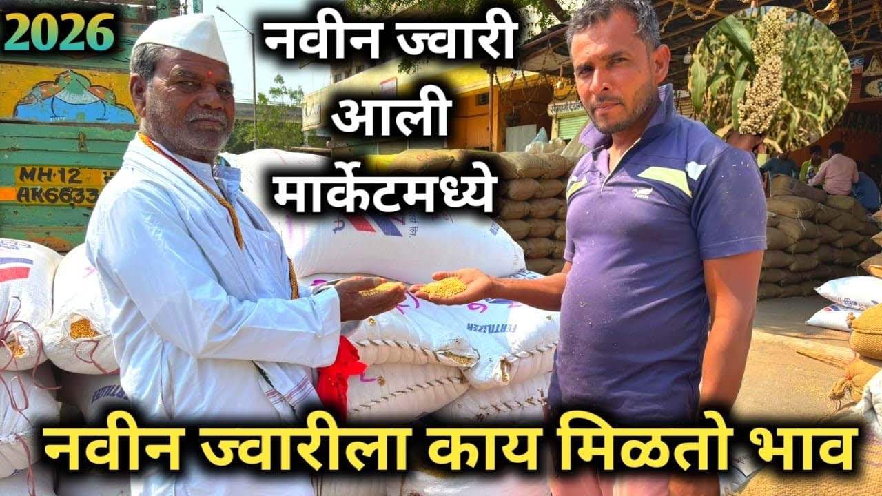 नवीन ज्वारी बाजार भाव जालना || नवीन ज्वारी काय मिळतोस बाजार भाव.