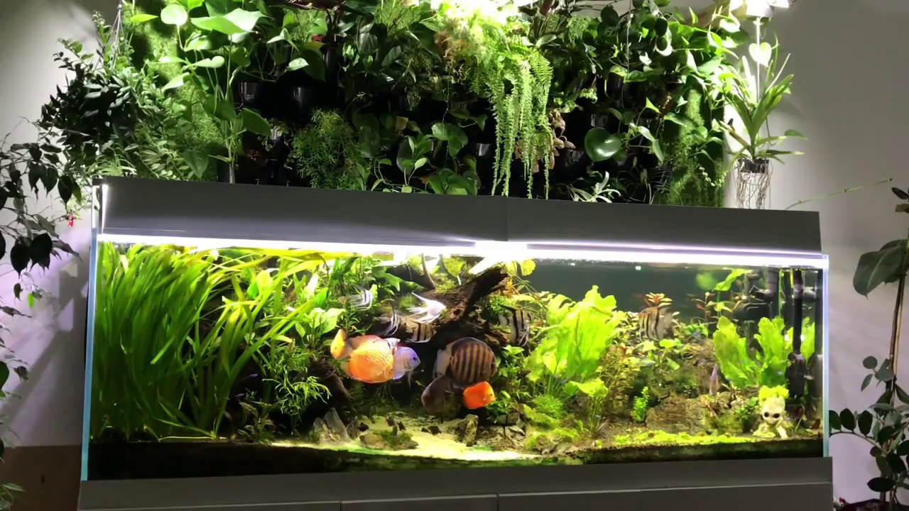 Jak to jest zrobione? 720 litrów z ogrodem wertykalnym.