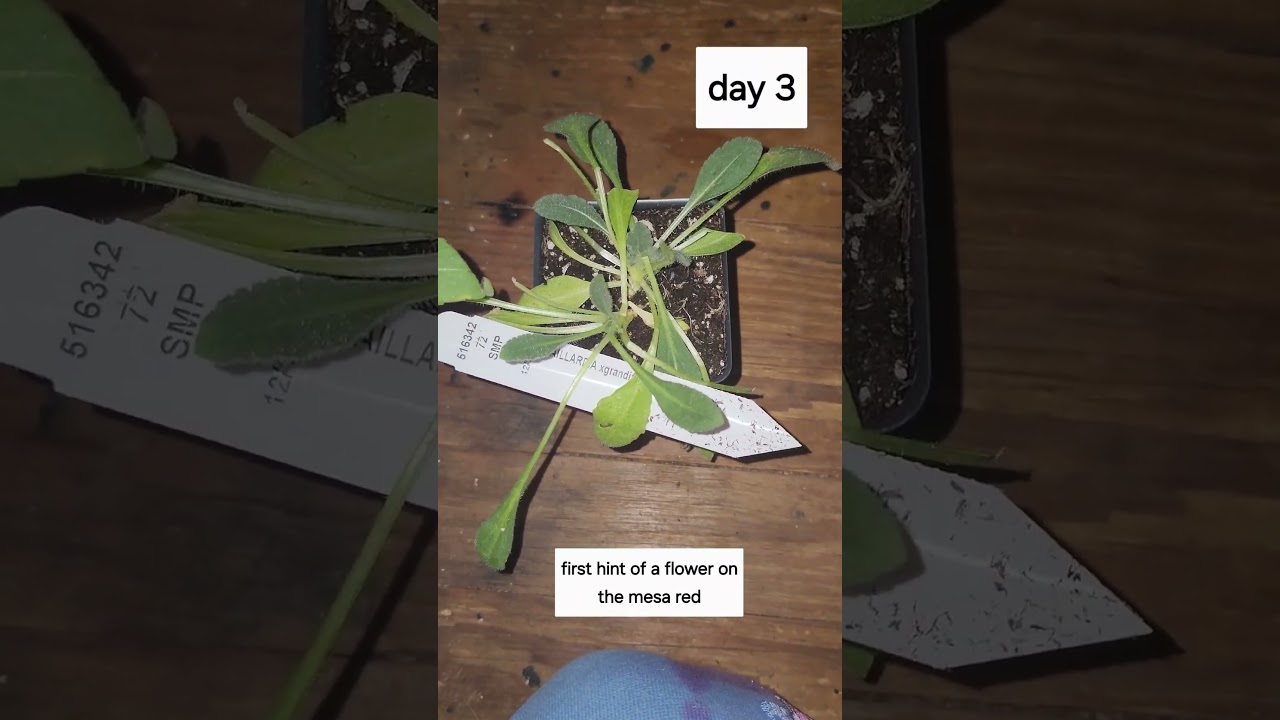 Attempting to force bloom Gallardia