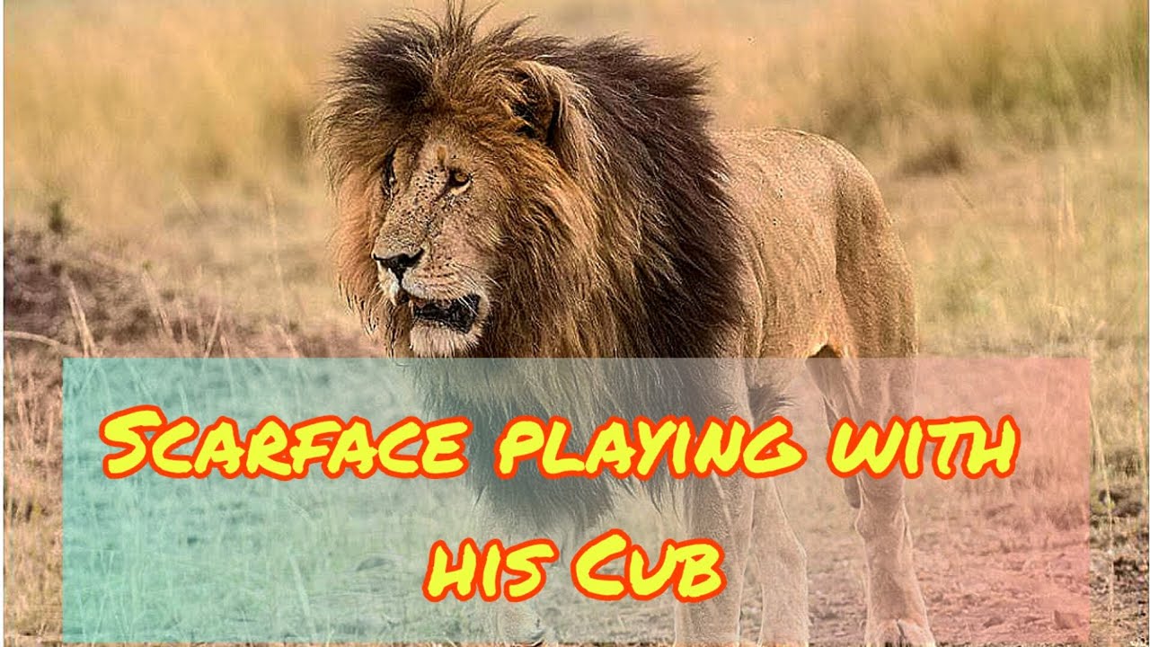 An Old Video of Scarface Playing With His Adorable Cub..