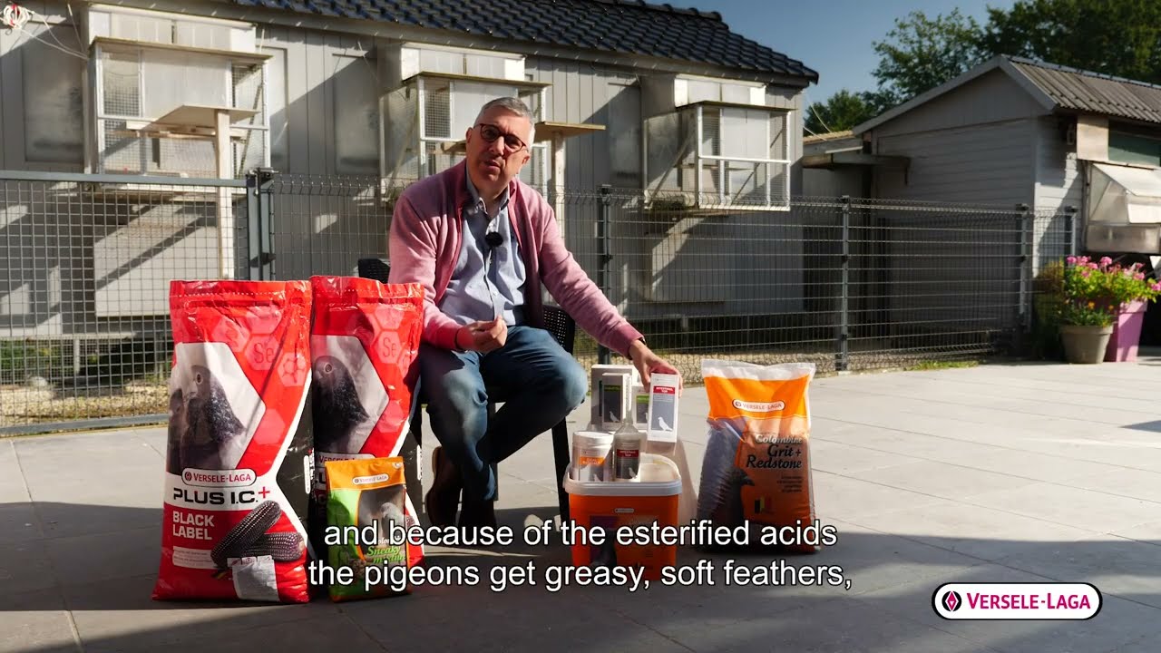 Nutrition tips for pigeon breeders of Wim Boddaert - moulting period