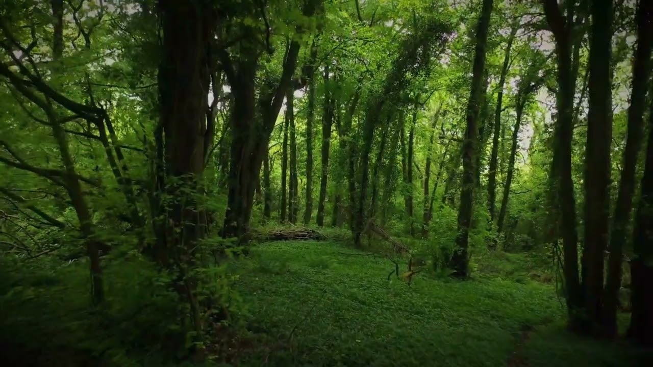 dark forest stock footage copyright free video for download free