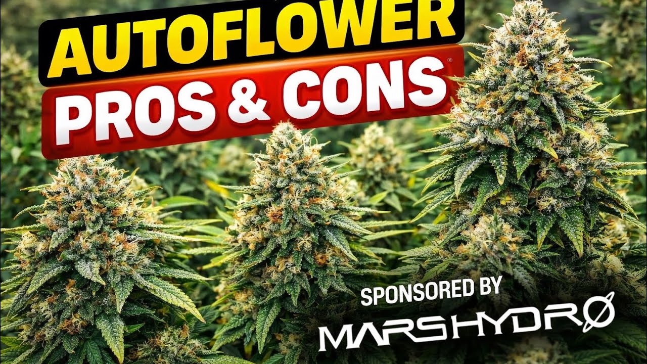 The REAL Pros & Cons of Autoflowers (No BS Guide) sponsored by Mars Hydro 