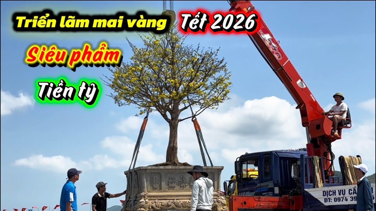 Siêu phẩm-triển lãm mai vàng Phường Bồng Sơn lần thứ nhất 