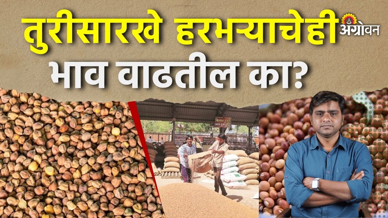 Chana Rate: कर्नाटकमधील हरभरा उत्पादकांसाठी केंद्राचा महत्वाचा निर्णय | Agrowon