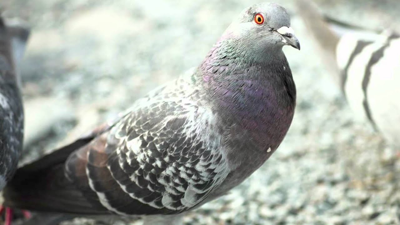 14 Species That Cloning Could Resurrect