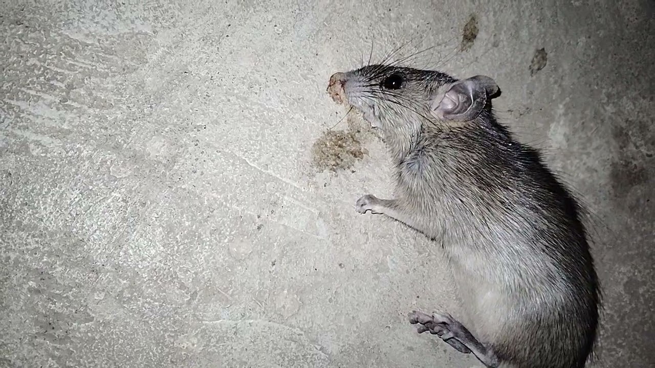 Bechara Pyasa Chuha🥺🥹🐭: 😊Jab Ghar Mein Aaya Zinda Musa...💔To maine Usko pani pilaya 🤌🏻🐭। 