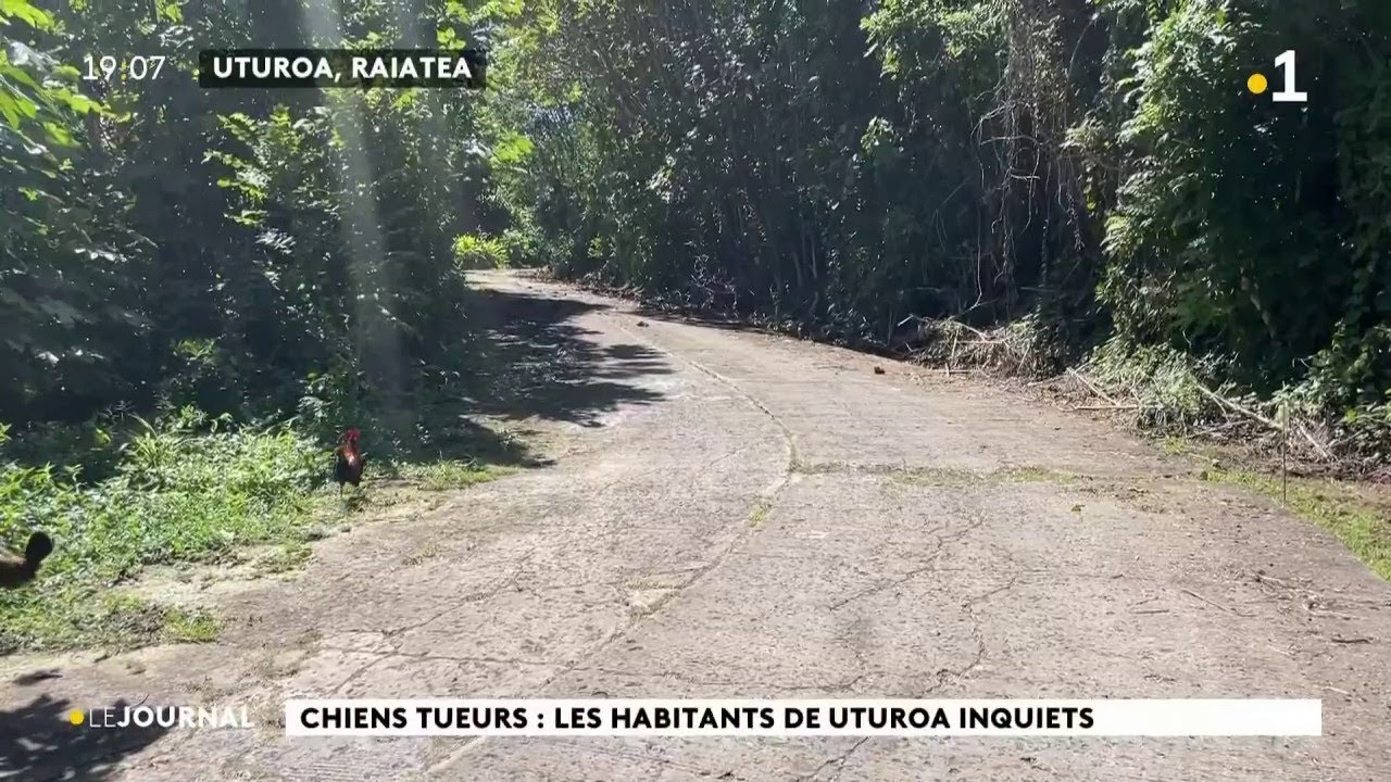L'homme retrouvé mort à Raiatea a bien été tué par des chiens