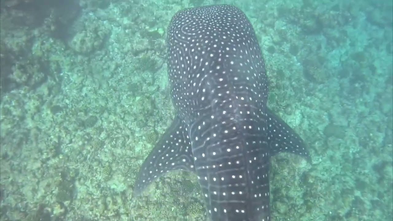 Whaleshark Trip From Maamigili | South Ari Atoll | Maldives