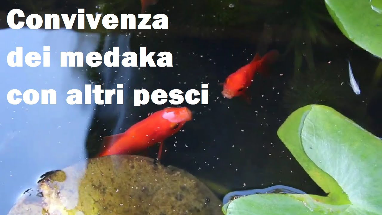 Convivenza dei medaka con altri pesci in laghetto