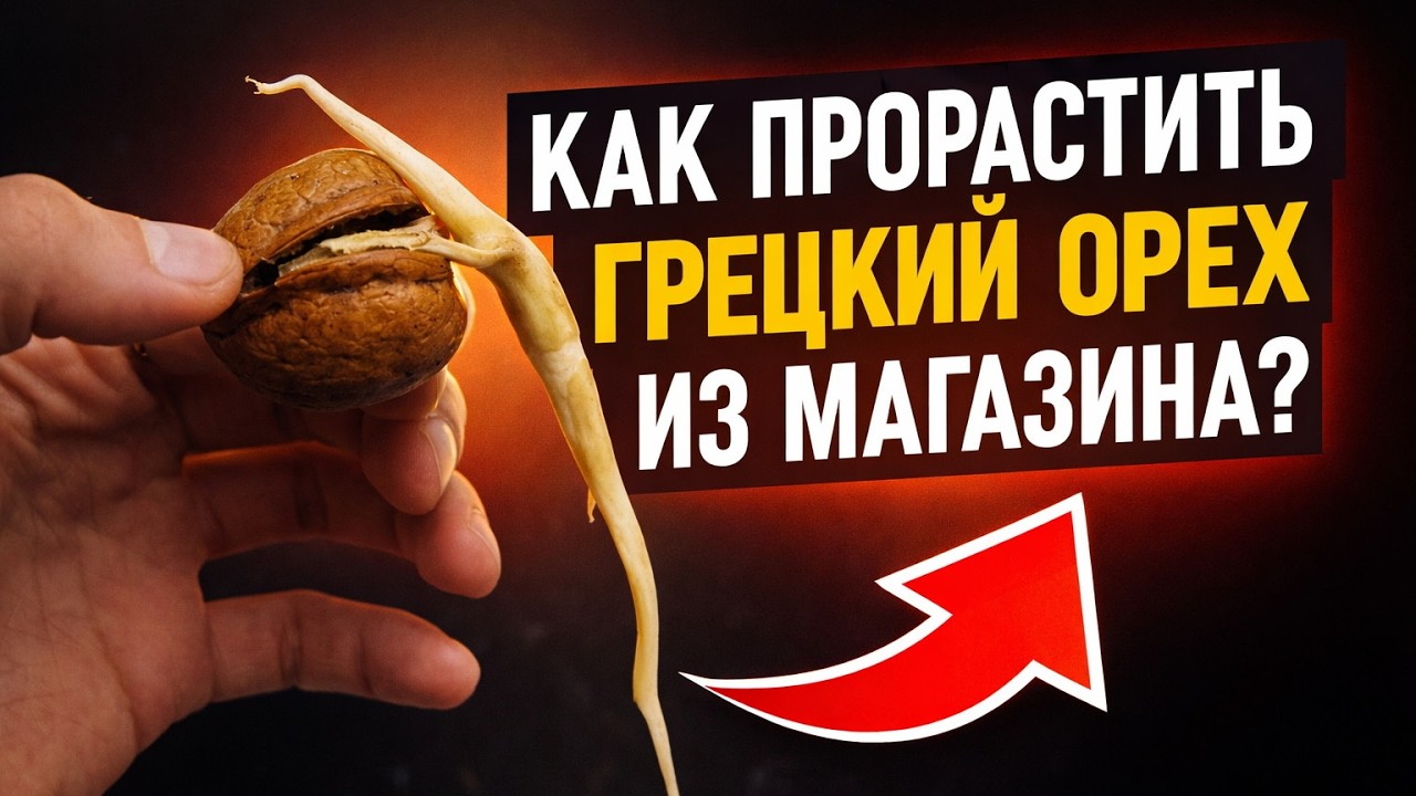 Как прорастить грецкий орех из магазина? #грецкийорех #fromseed  #walnut
