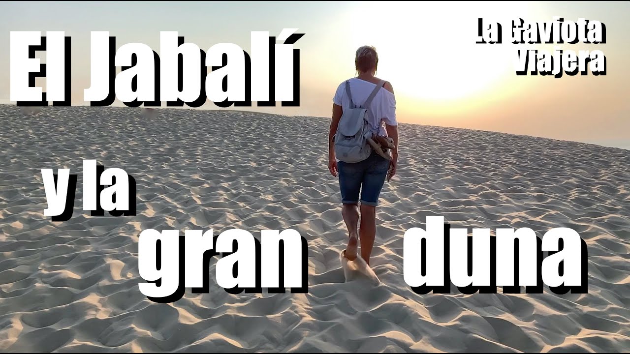 La Gaviota Viajera #135:🍌El JABALÍ y la GRAN DUNA☀️... en el Bosque de las Landas