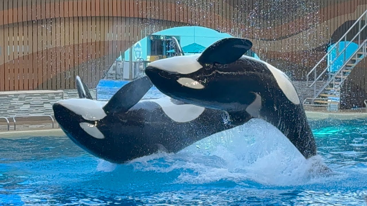 Orca Encounter (Full Show in 4K + Captured With iPhone 16 Pro) | SeaWorld Orlando | January 5, 2025