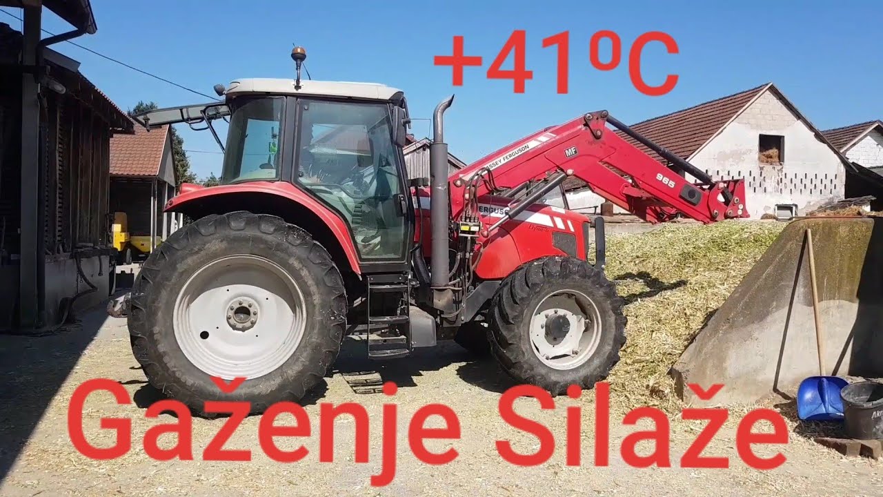 Gazenje Silaze 2021 | Massey Ferguson 6465 trampling silage