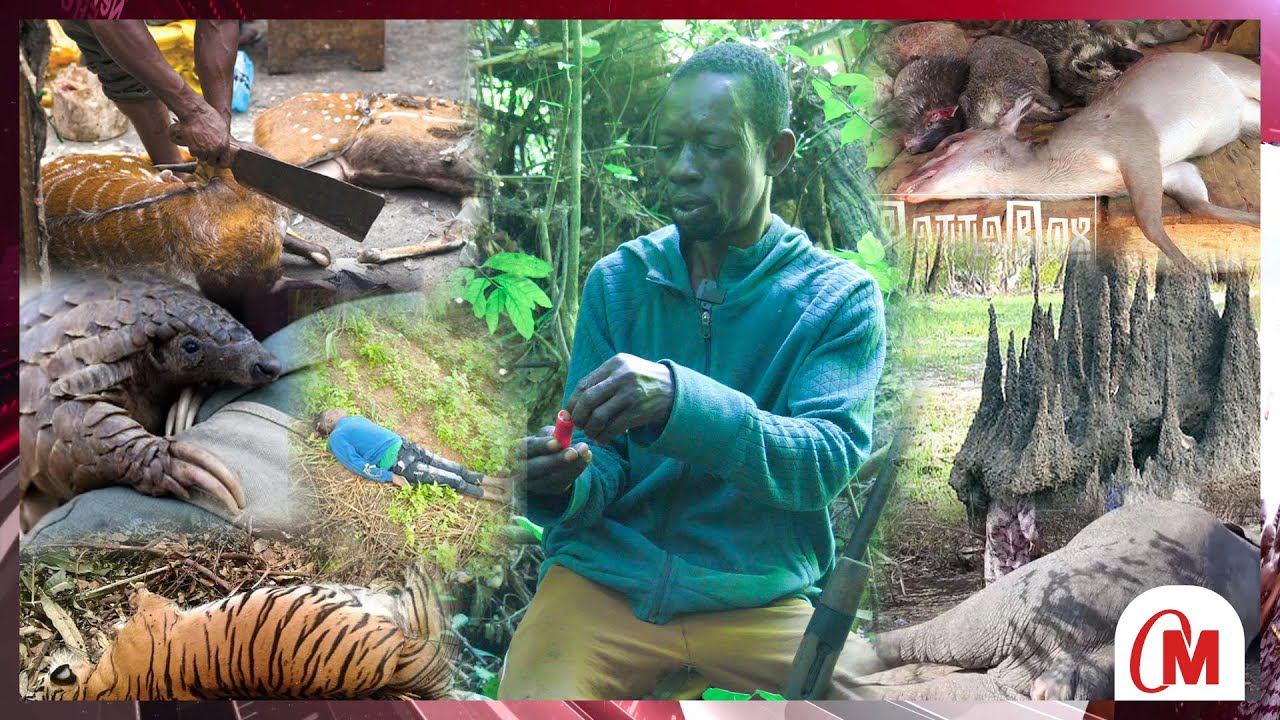 A Hunter Who Has Been Hunting For 27 Yrs Narrates Bit By Bit The Sĉäry Moments He Encountered In...