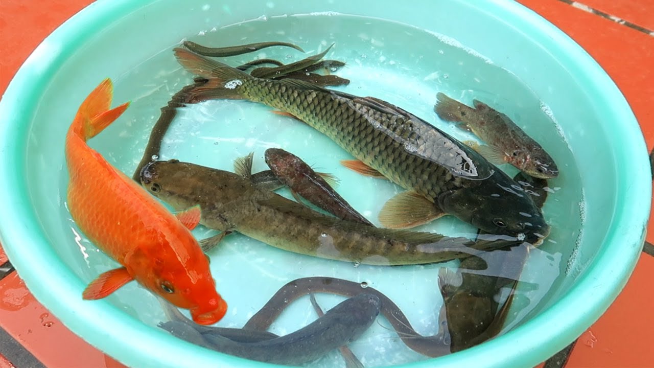 Các Loại Cá | Các Loại Cá Nước Ngọt Quê Tôi