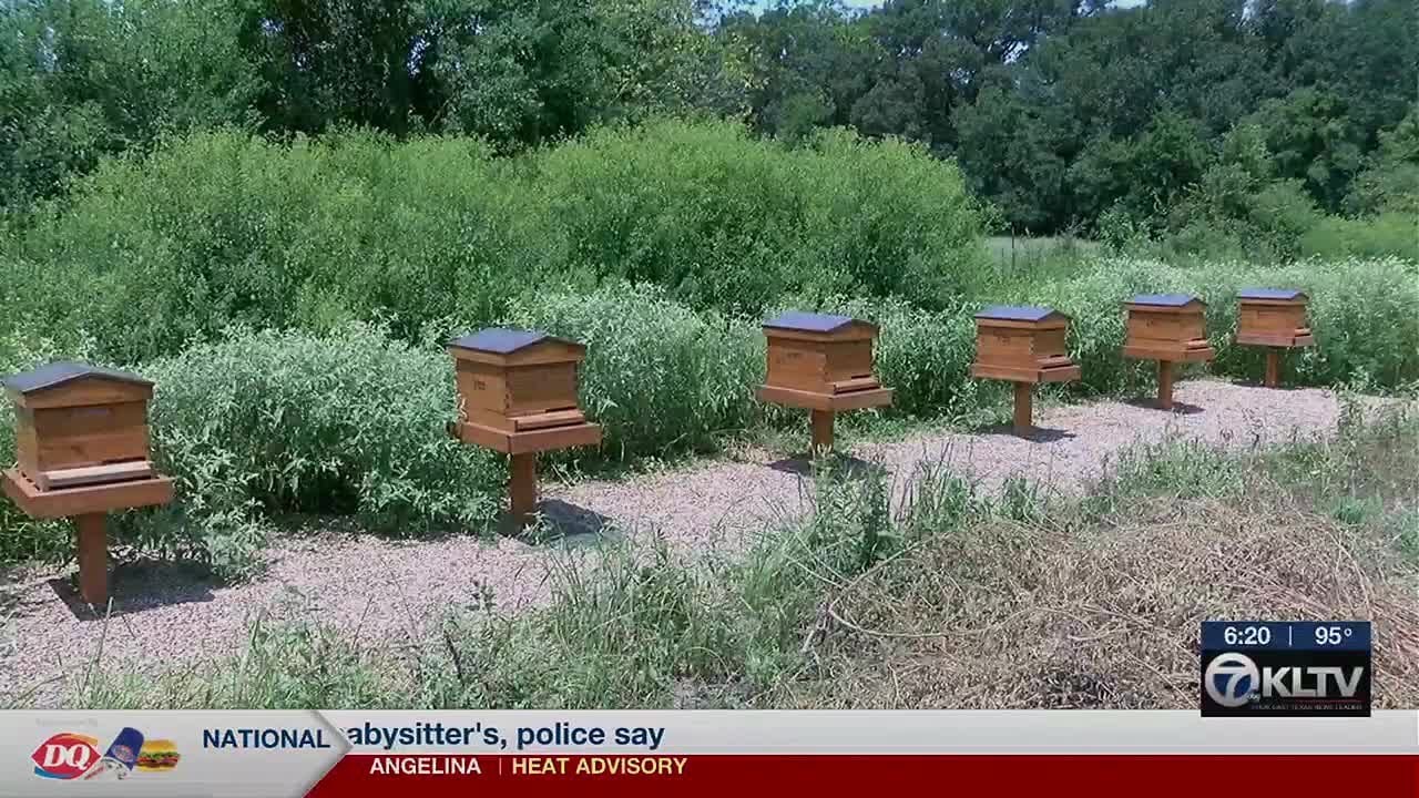 East Texas beekeepers describe what to do when encountering bees