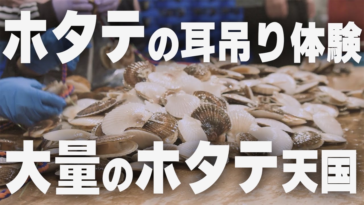 【なにこれ？？】小学生がホタテの耳吊りやってみた！！！