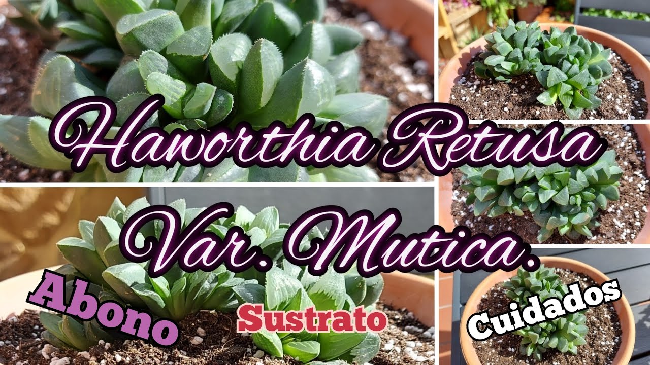 Haworthia Retusa Var. Mutica - Trasplante y sus cuidados!!