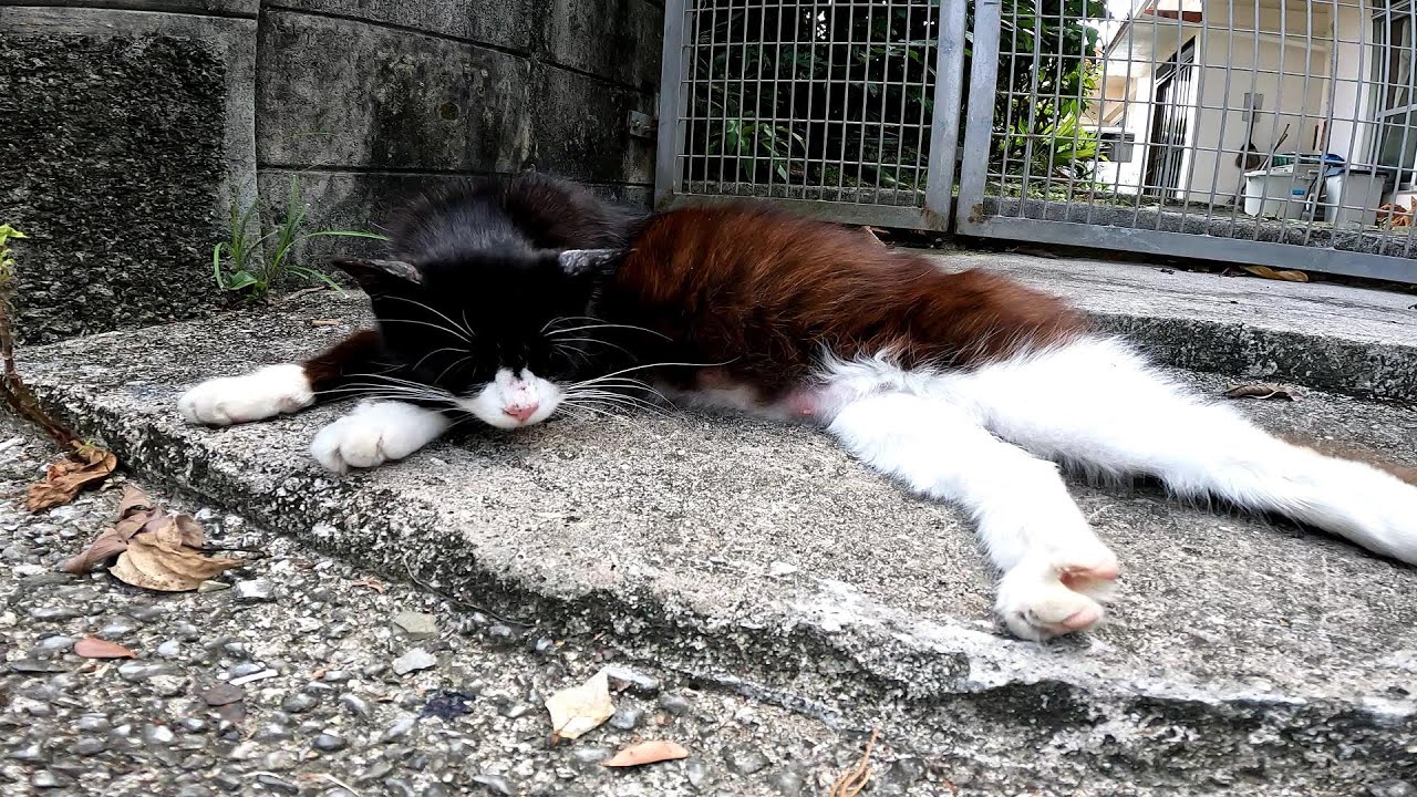 リラックスできる音楽と猫。睡眠音楽。やっぱり猫が好き。野良猫の日常