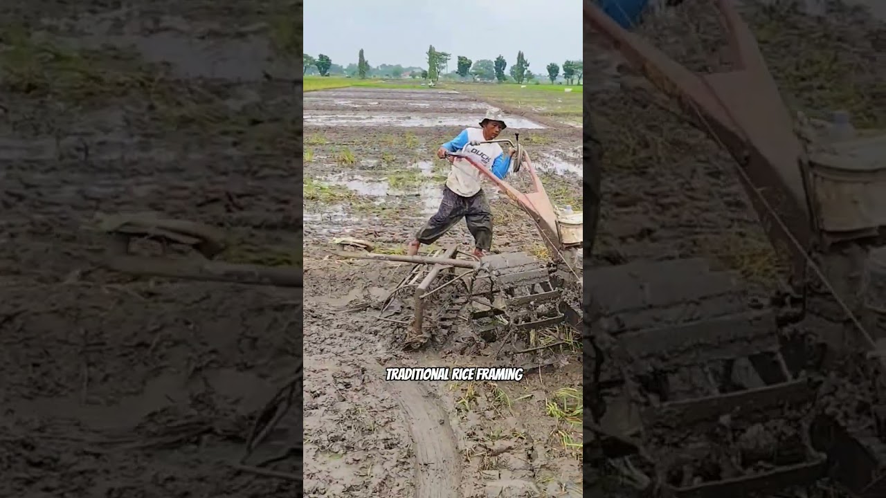 Extreme Mud Tractor in Asian Rice Field! 03