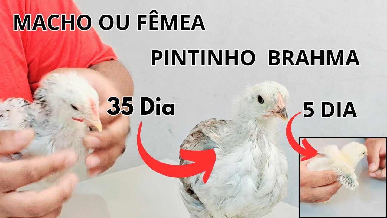 COMO DE DESCOBRIR SE SEU PINTINHO BRAHMA É MACHO OU FÊMEA
