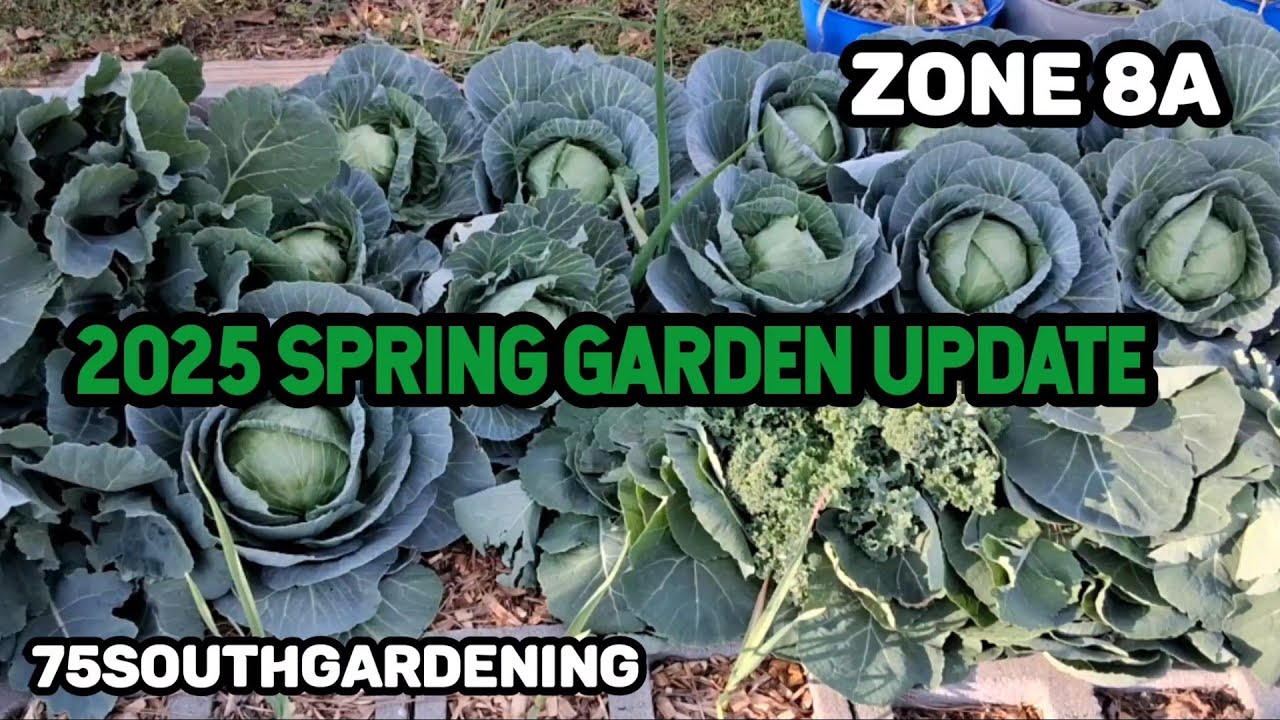 2025 Spring Garden Update | Cabbage Harvest | Yard  Tour