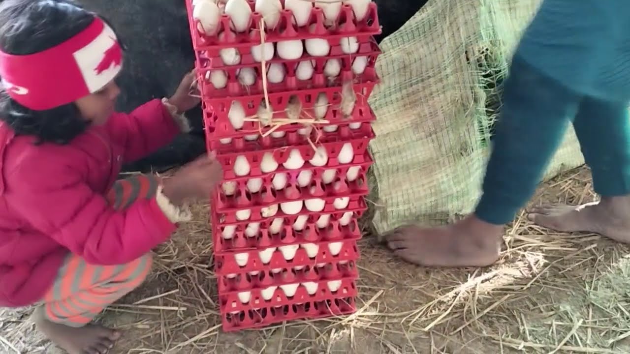 बत्तख पालन !!  500 मादा में कितना अंडा आ रहा है !! TODAY'S EGGS COLLECTION