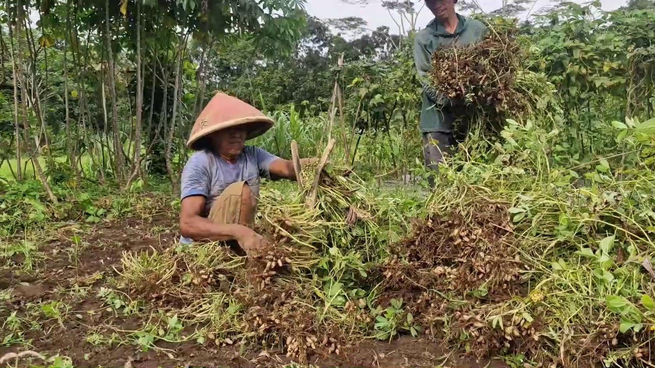 EASY AND EFFICIENT WAY TO CUT PEANUT PLANTS USING SUPER SHARP TOOLS - Agriculture Gardening