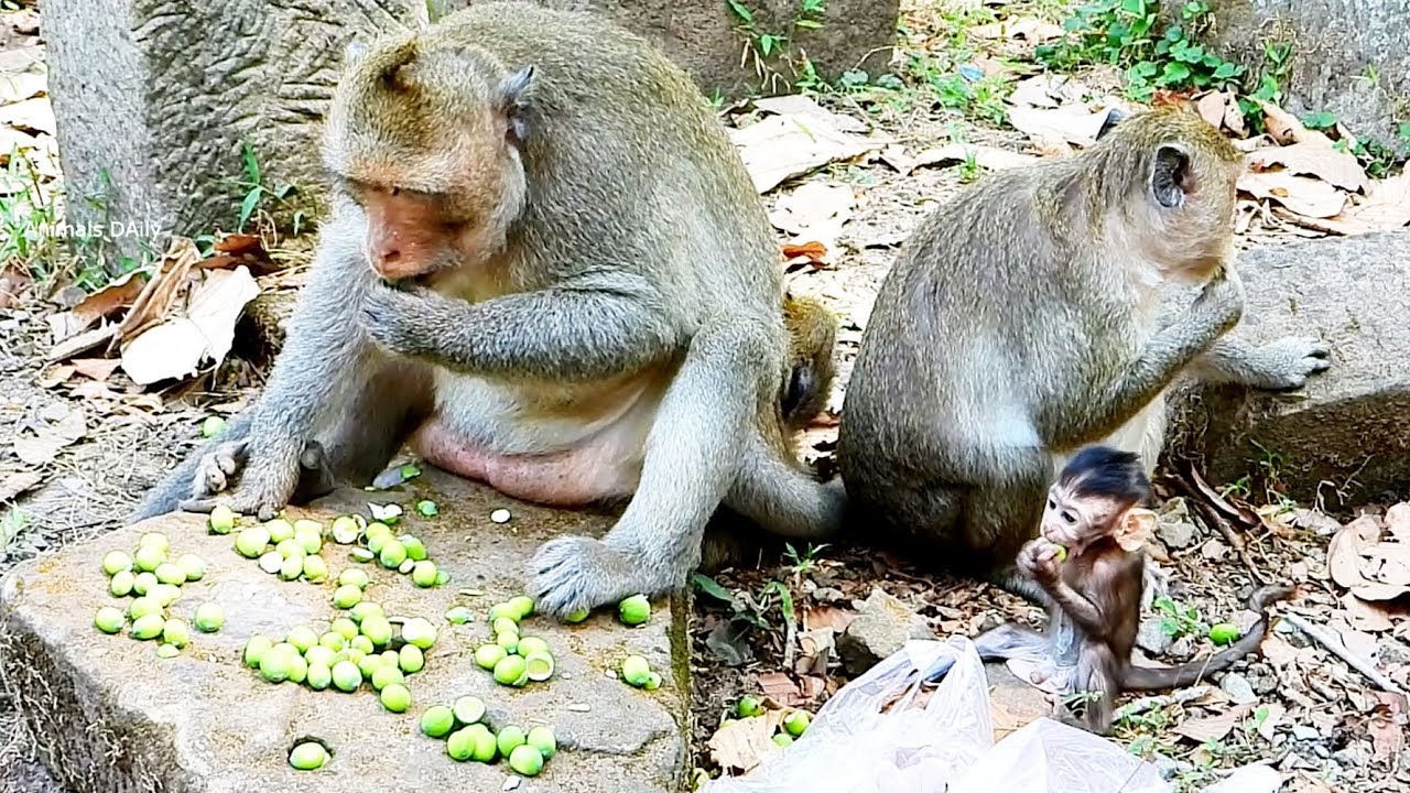 Cute Baby Monkey And Mom Eating Lotus, Monkey eating lotus fruit.