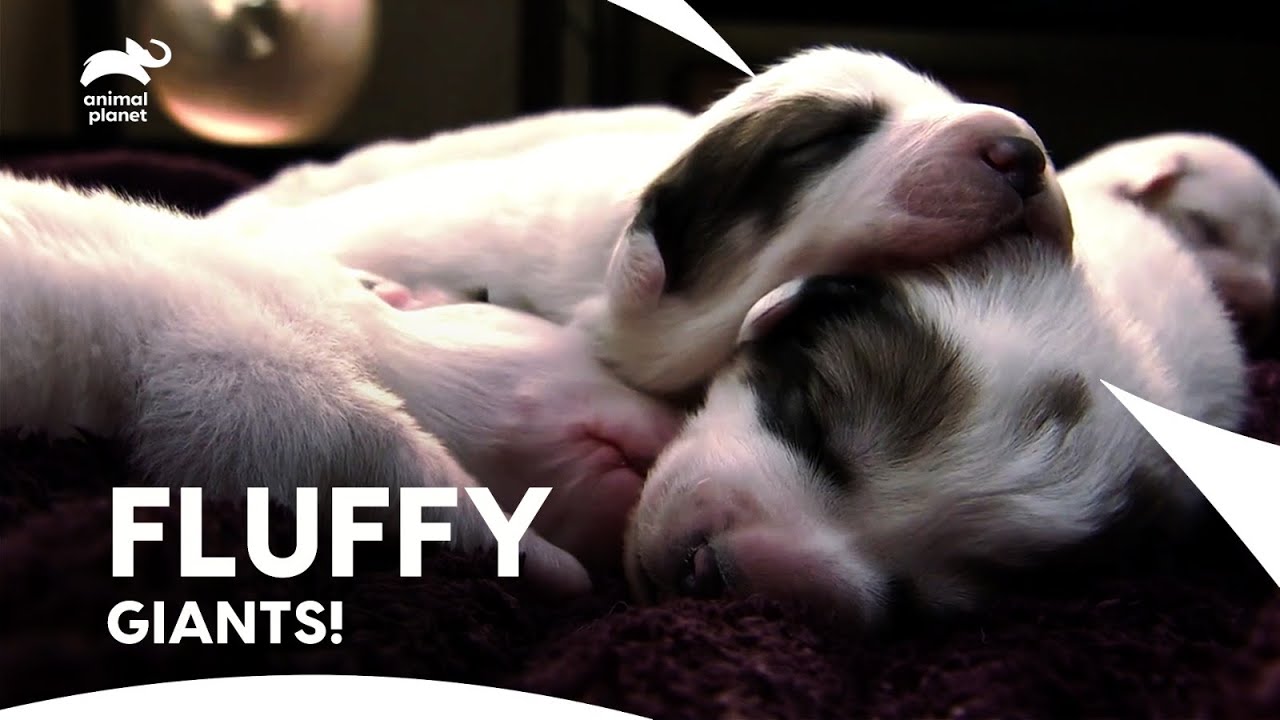 Fluffy Giants! World of Great Pyrenees Puppies Antics | Too Cute | Animal Planet