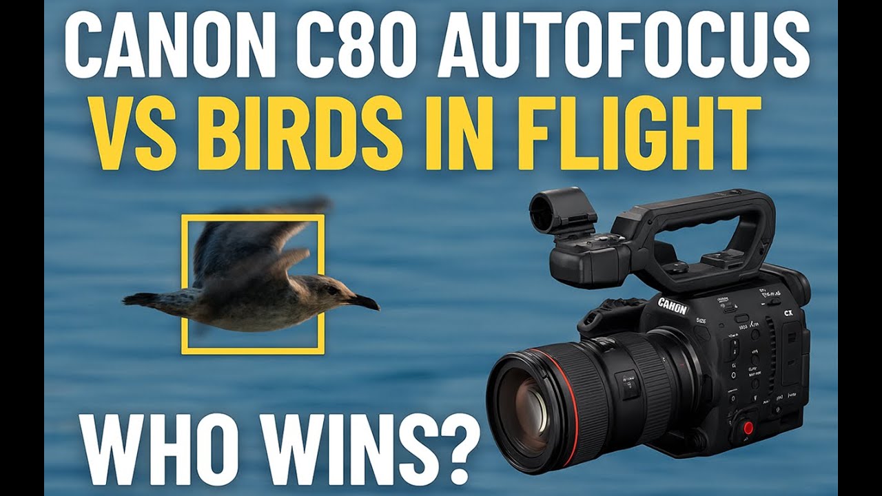 Canon C80 Autofocus VS Birds in Flight - Who Wins?