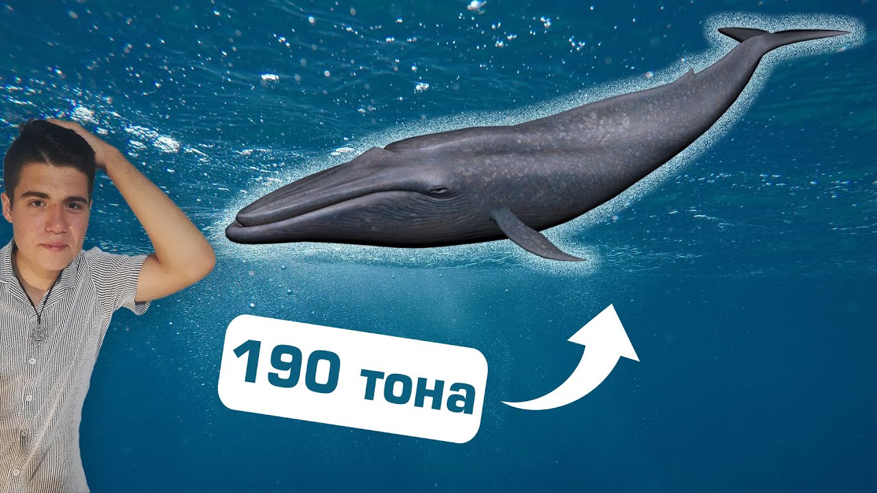 НАЙ-ГОЛЯМОТО ЖИВОТНО живяло някога на ЗЕМЯТА - Синият кит