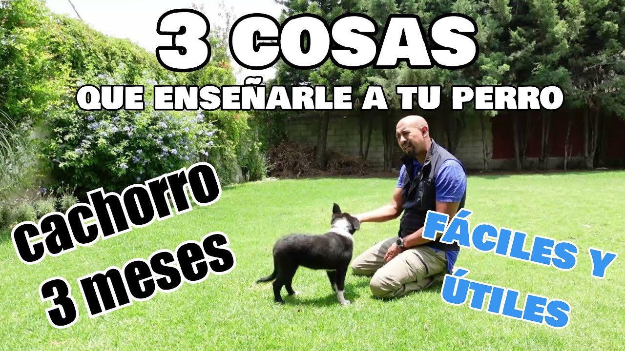 ¡3 cosas fáciles para enseñarle a tu NUEVO CACHORRO!