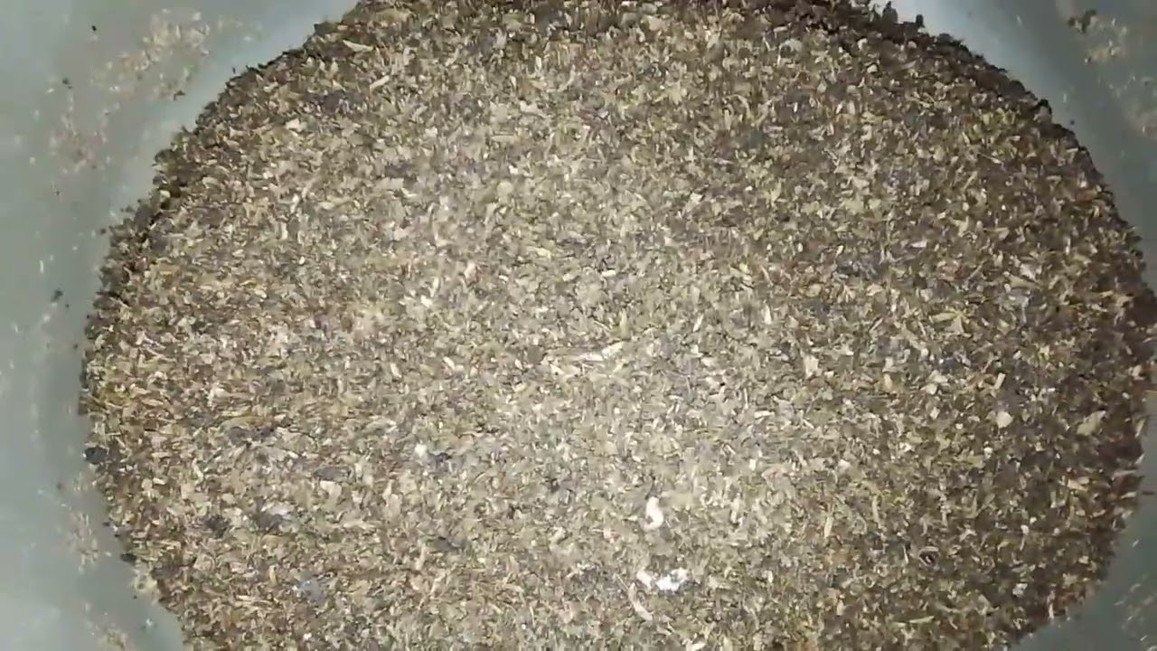 How To Produce Your Organic Pesticides Using BSF By-Product? #blacksoldierflyfarming #bsffrass #bsf#