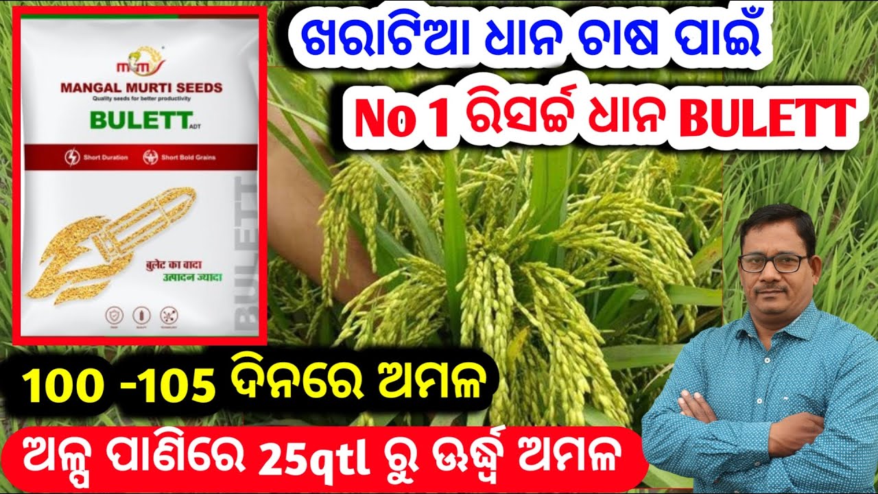 ଖରାଟିଆ ଧାନ ପାଇଁ No 1 Research ଧାନ BULETT ଅଳ୍ପ ପାଣିରେ 25qtl ରୁ ଉର୍ଦ୍ଧ ଅମଳ Rabi Paddy