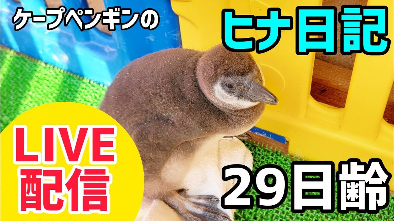 【LIVE配信】ケープペンギンのヒナ日記「29日齢」【劇団ペンターズ】#live #penguin #誕生