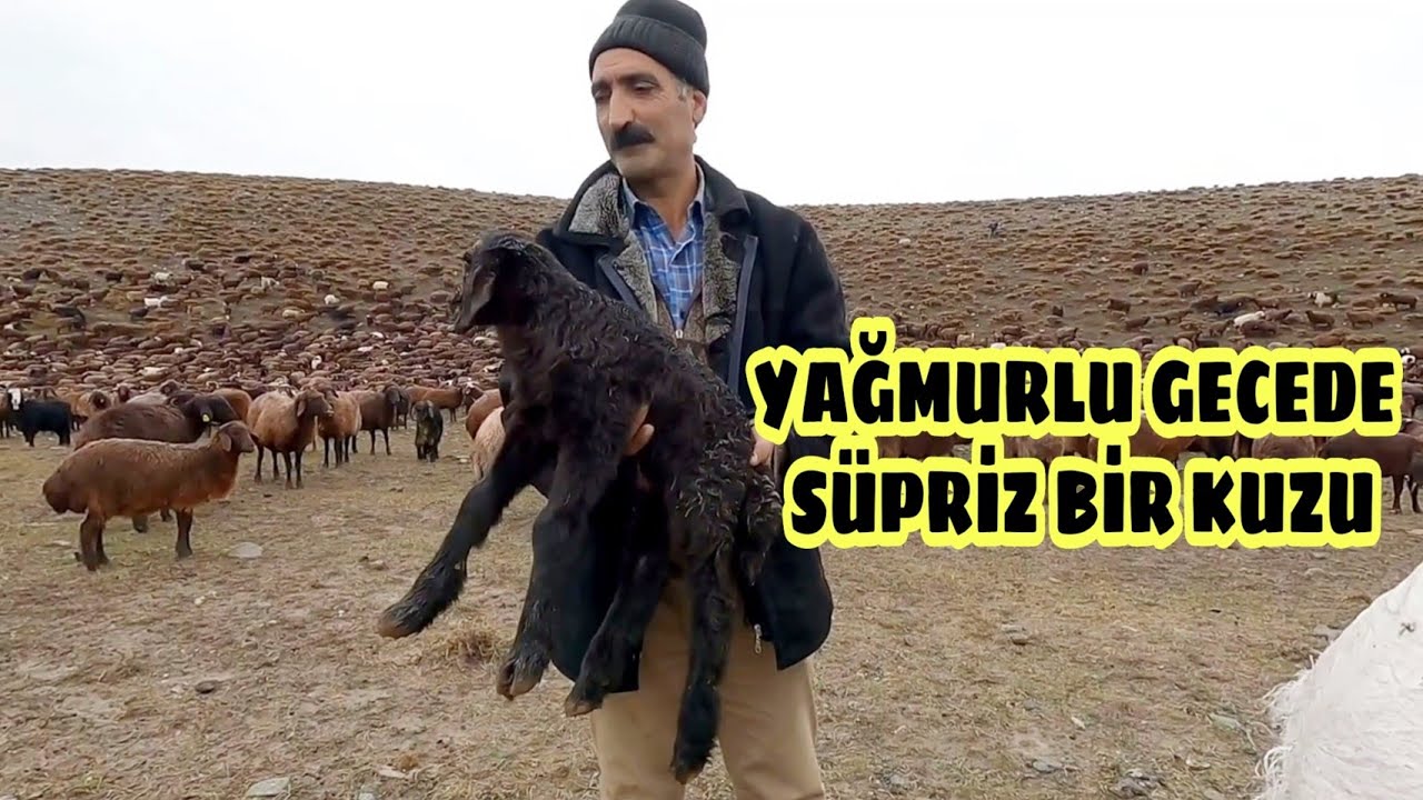 KARLA KARIŞIK YAĞMURLU GECEDE DOĞAN KUZU--GÖÇ YOLUNUN SÜPRİZİ(15.gün)