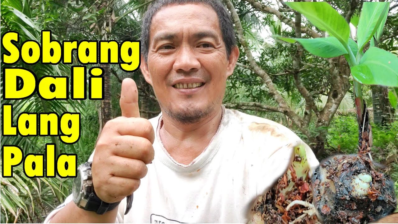 Paano Padamihin Ang Binhi Ng Saging Na Lakatan