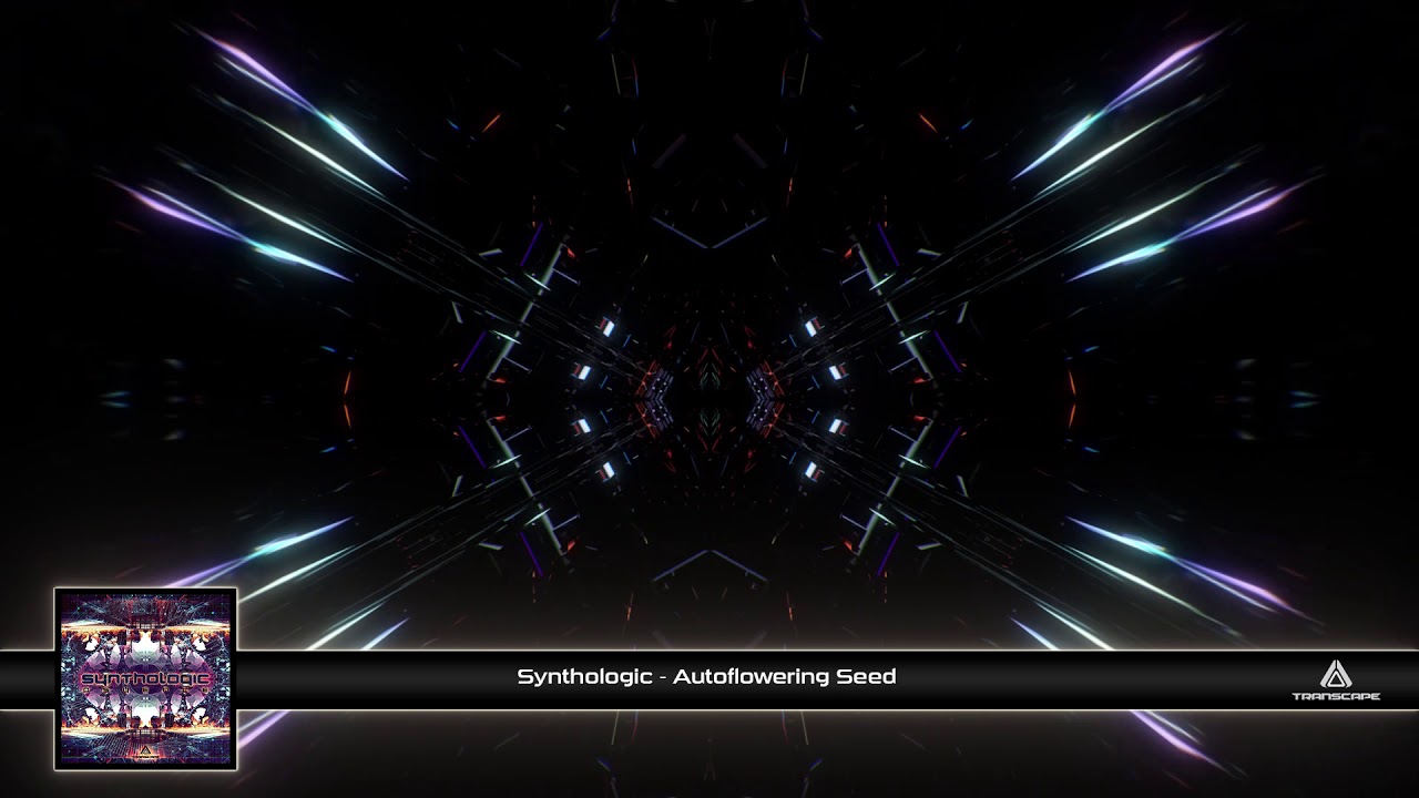 Synthologic - Autoflowering Seed