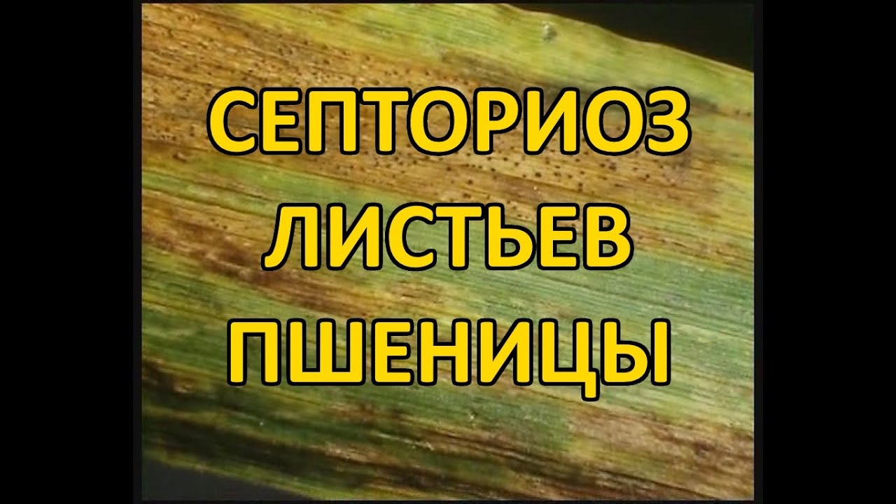 Септориоз листьев пшеницы (Septoria tritici)
