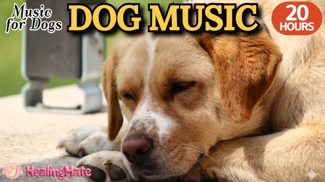 강아지가 좋아하는 음악💖🦮강아지 수면 음악 20시간🐶🐾강아지 편안한 휴식 음악  🎵⭐집에 혼자있는 강아지의 분리불안 해소🐶💖출근할때 외출할때 틀어주세요 by 힐링메이트