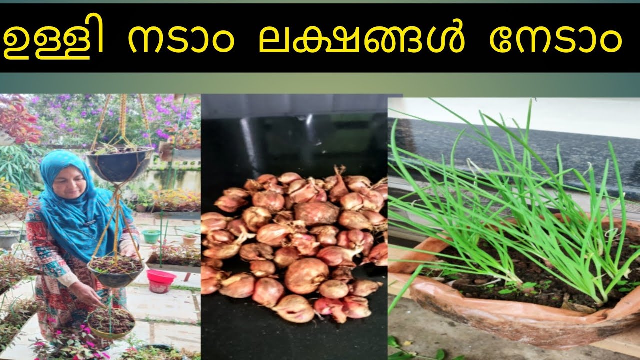 നിങ്ങൾ അറിയേണ്ട ചെറിയുള്ളി നടീൽ രഹസ്യങ്ങൾ 👌👌👌