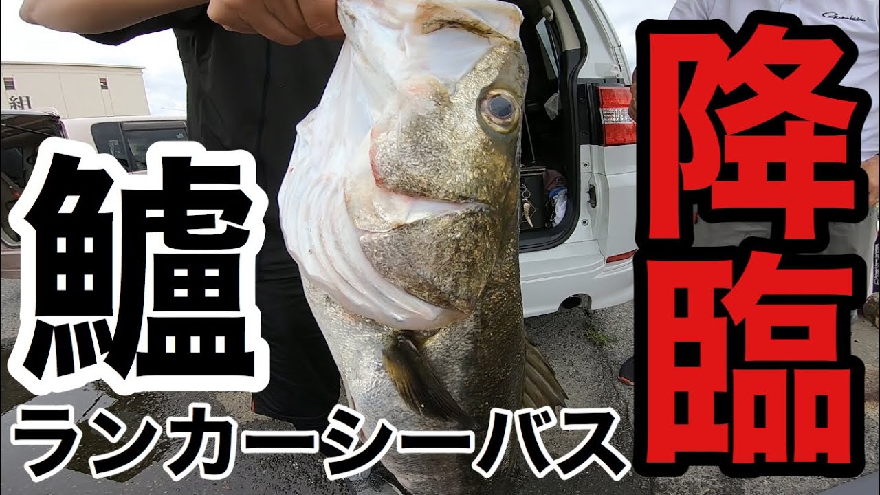 ハチマル降臨【大阪湾伝統釣法エビ撒き釣り】