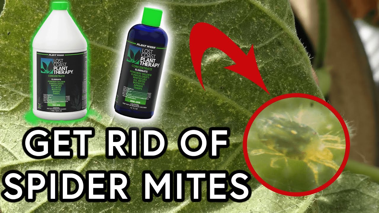 How to Get Rid of Spider Mites with Lost Coast Plant Therapy