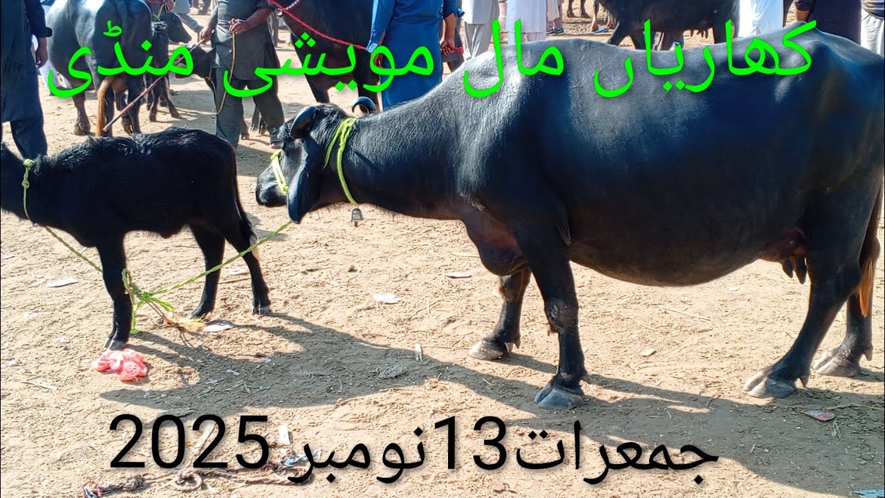 کھاریاں مال مویشی منڈی/جمعرات13نومبر2025/Kharia Mandi /Khariya /Kharia Mall Mandi /Punjab Mandi /pk