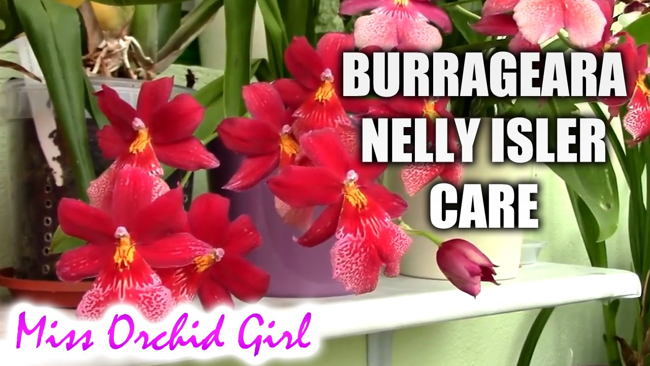 How to care for Burrageara (Oncidopsis) Nelly Isler orchid - watering, fertilizing, reblooming